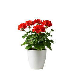 An isolated red geranium (Pelargonium) with bright flowers and green leaves in a clean white pot on a transparent background.
