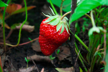 Red ripe strawberries on the bed. Sweet summer strawberries on a green background