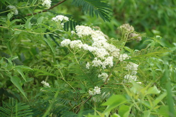 white flowers in the garden