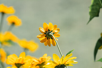 Close-up of vibrant yellow flowers with green leaves on a meadow, bokeh effect, soft lighting, warm colors, simple style. a