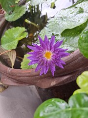 A vibrant purple water lily with a yellow center blooms in a terracotta pot.