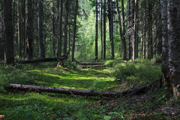 An old road through a pine forest on a sunny day in late summer