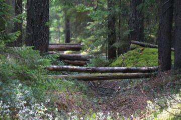 a forest in northeastern Europe on a sunny day in late summer