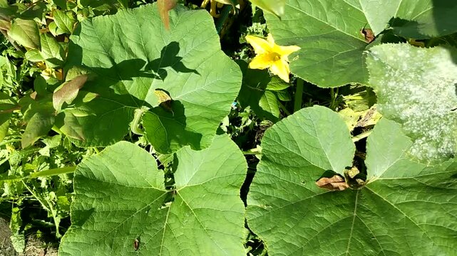 Pumpkin flower and broad leaves in a home garden top view gentle motion clip for organic gardening and garden blogs works as b roll and background natural light and texture