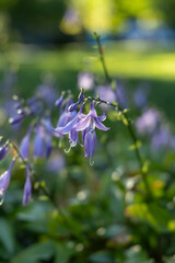 Blue flower in the autumn garden