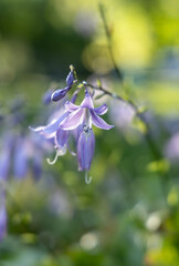 Blue flower in the autumn garden