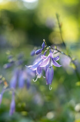 Blue flower in the autumn garden
