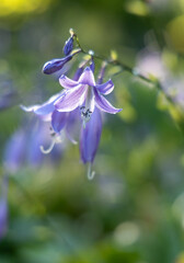 Blue flower in the autumn garden