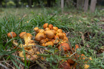 Brown mushrooms in the autumn forest