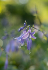 Blue flower in the autumn garden