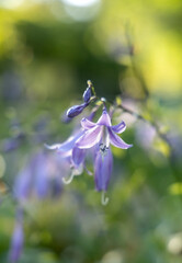 Blue flower in the autumn garden