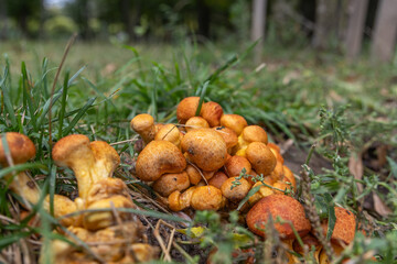 Brown mushrooms in the autumn forest