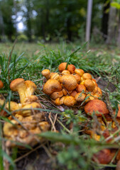 Brown mushrooms in the autumn forest