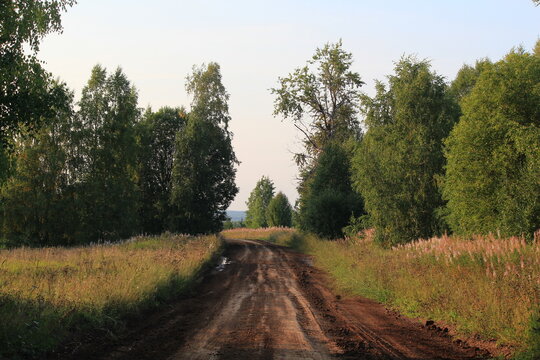 A dirt road overgrown with forest on a sunny summer day