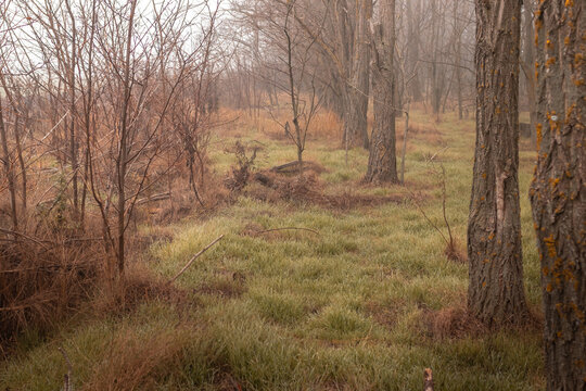 An autumn forest with still green grass and already bare tree trunks