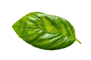 A single, vibrant green leaf with detailed veins on a black background