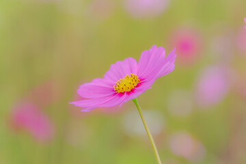 Fototapeta premium 穏やかな時間