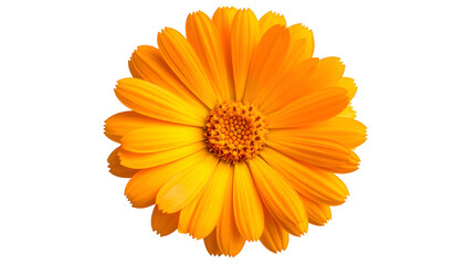 Naklejka premium Close-up of a vibrant, fully bloomed flower with layers of orange petals and a textured center