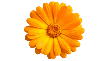 Close-up of a vibrant, fully bloomed flower with layers of orange petals and a textured center