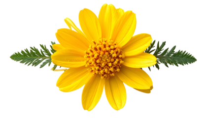 Close-up of bright yellow flower with brown center, flanked by green leafy sprigs, isolated