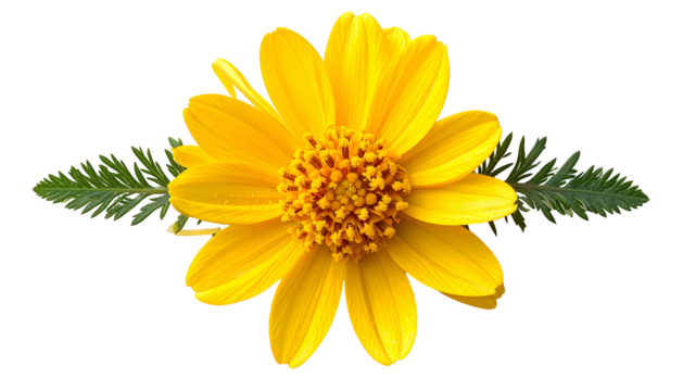 Close-up of bright yellow flower with brown center, flanked by green leafy sprigs, isolated - Powered by Adobe