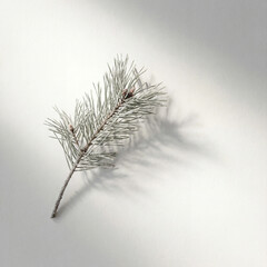 Frosted pine branch on white surface with soft shadow