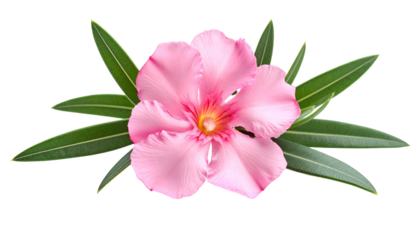 Close-up of a pink bloom with yellow center, surrounded by long, slender green leaves