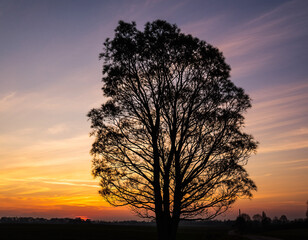 Fototapeta premium Silhouette of a Tree Against a Vivid Sunset Sky Nature's Beauty, Golden Hour, Serene Landscape, Dusk, Orange, Purple Hues.