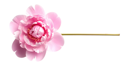 Softly lit, fully bloomed pink flower with stem extending right, set against black void