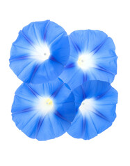 Four vibrant, morning glory blooms, radiating beauty against a stark black background