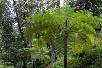 Fototapeta premium Tropical tree fern in lush rainforest canopy, sunlight filtering through delicate fronds creates layered green textures surrounded by dense jungle vegetation