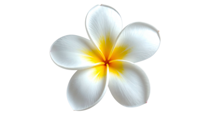 Digitally rendered close-up of a white flower with a yellow and orange center against black