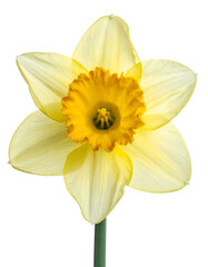 Close-up of a single daffodil flower, featuring yellow petals and a bright orange-yellow corona