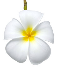 Close-up of a single white and yellow flower blossom against a stark black background