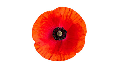Overhead view of a vibrant poppy with striking red petals and a dark, detailed center