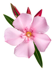 Close-up of a delicate pink flower with green leaves, set against a stark black backdrop