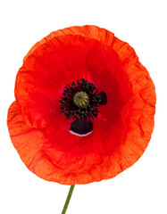 Close-up of a vibrant red poppy, showcasing delicate petals and dark center, isolated