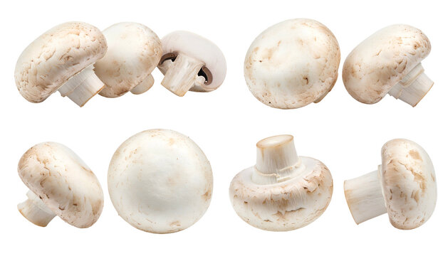Close-up of various edible mushrooms with white caps and light brown stems
