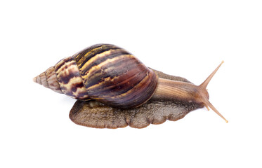 Achatina fulica or Lissachatina fulica. Giant African land snail are crawling or moving slowly isolated on white background.