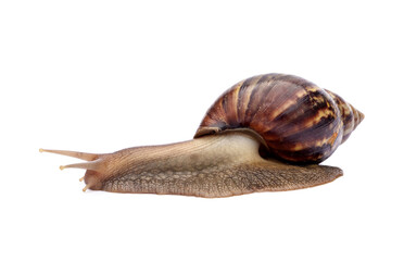 Achatina fulica or Lissachatina fulica. Giant African land snail are crawling or moving slowly isolated on white background.