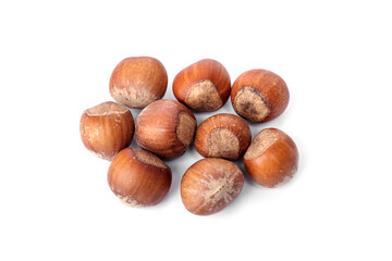 Group of fresh Large American hazelnuts in shell unroasted food for pets, birds and rodents guinea pigs, hamsters, squirrels, or any grain-eating pet isolated on white background.