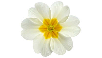Overhead view of a single white flower with yellow center, detailed against a black backdrop