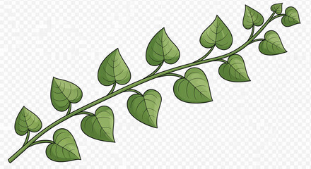 Obraz premium Green Vine or Creeper Branch with Heart-Shaped Leaves on Transparent Background