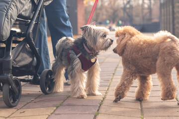 Two dogs on a walk: a poodle and a yorkshire terrier