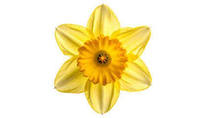 Close-up of a perfectly symmetrical daffodil blossom, showing yellow petals and orange center