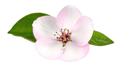 Close-up of delicate pink flower with yellow-tipped stamens, framed by green leaves