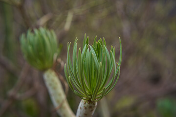 Endemic Aeonium succulent closeup