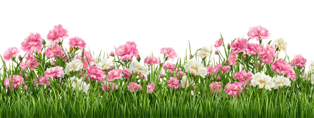 Pink and white flowers bloom in lush green grass under a black background