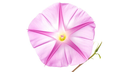 Overhead view of a vibrant, open pink flower with a contrasting light yellow center