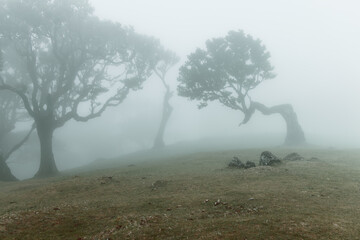 Film style photograph of foggy Fanal forest in Madeira, lone laurel trees with curved trunks stand in pale mist over soft ground
